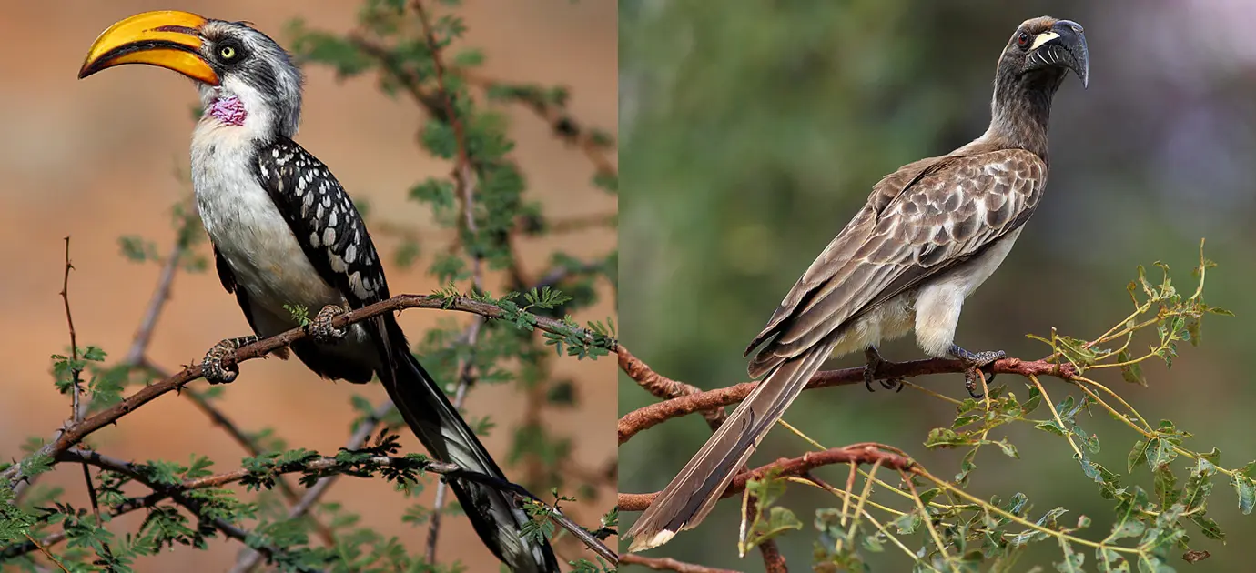 Samburu County - Bird