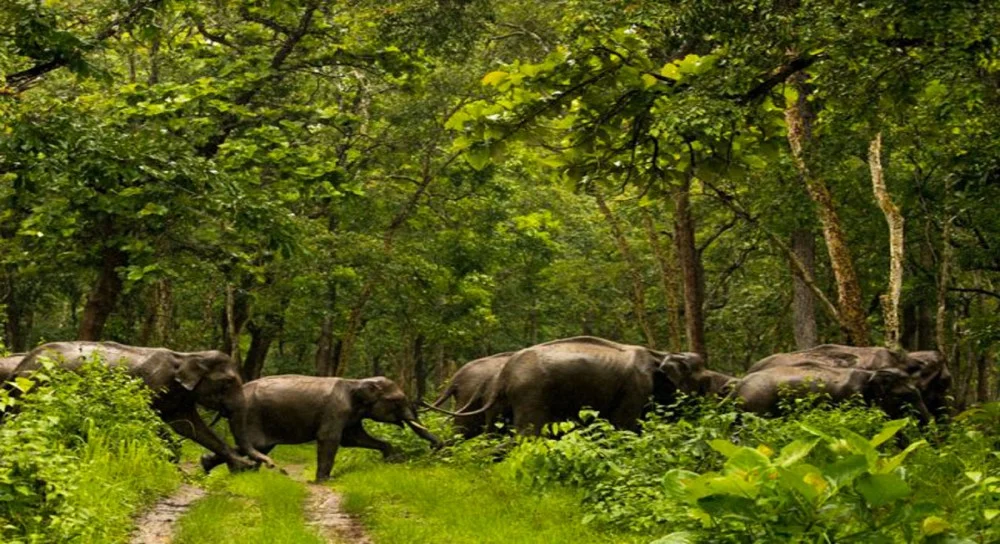 Elephants - Shimba Hills National Park