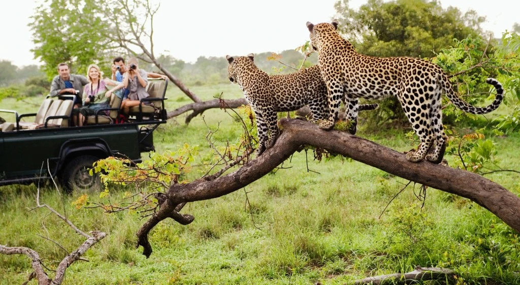 South Africa Safari Tour - AjKenyaSafaris.com