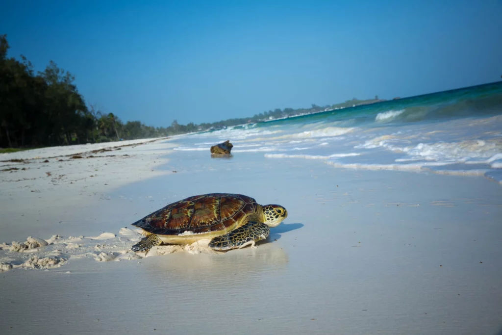 Watamu Beaches - AjKenyaSafaris.com