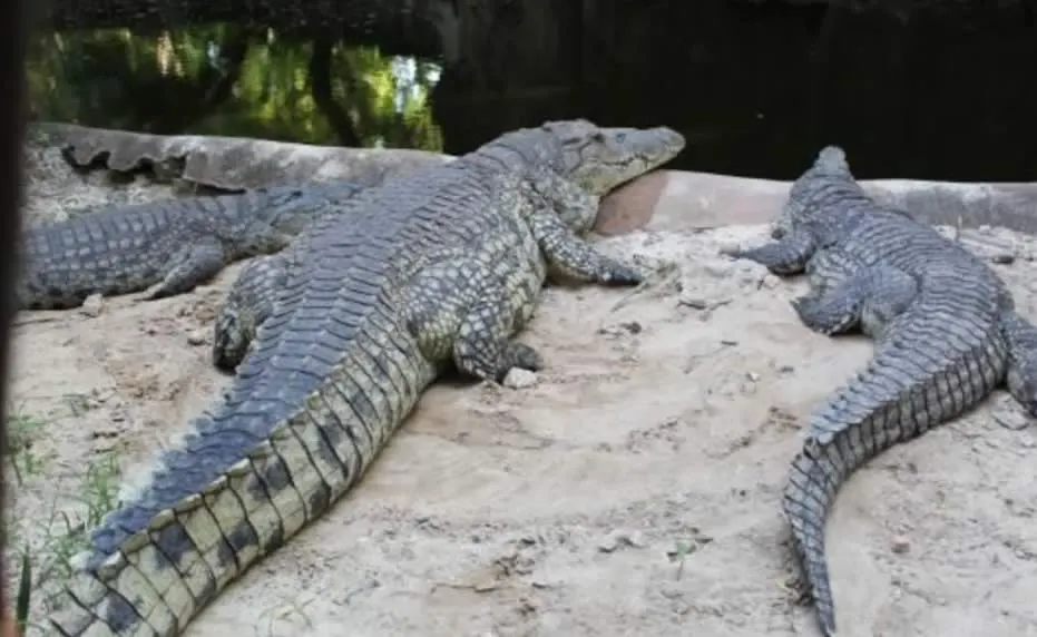 Watamu Beaches - Crocodiles