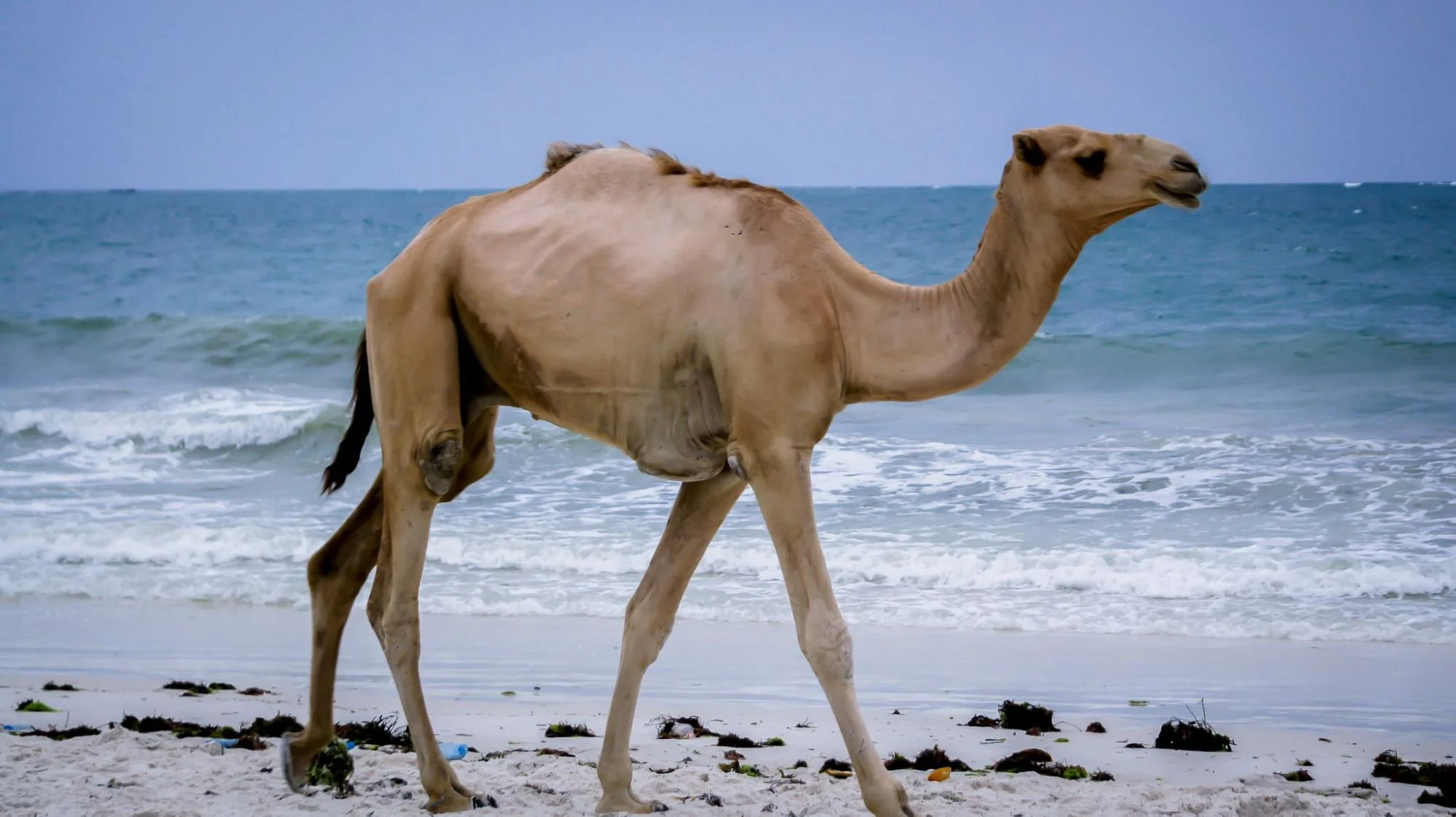 Mombasa Kenya safaris - camel