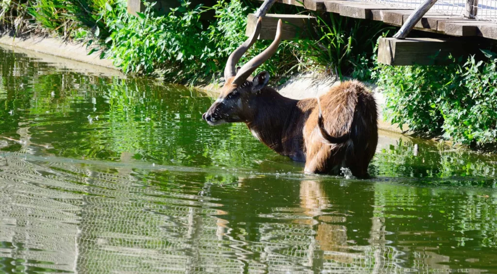 Saiwa Swamp National Park Antelope