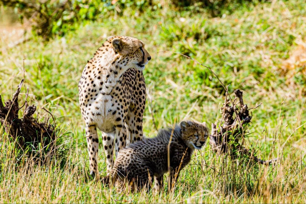 Cheetah at Nairobi National Park