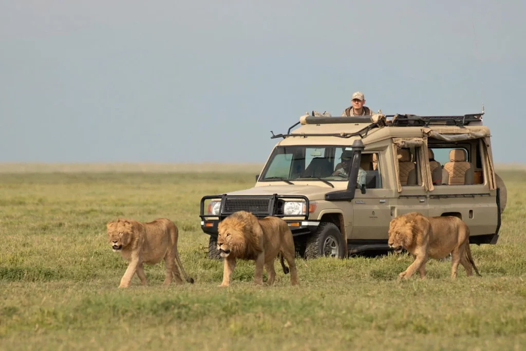 Serengeti National Park safari cost - lions