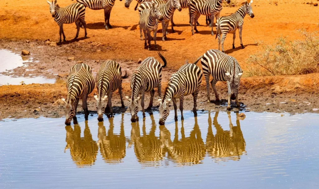 Zebras at Lake Amboseli - Amboseli National Park Packages
