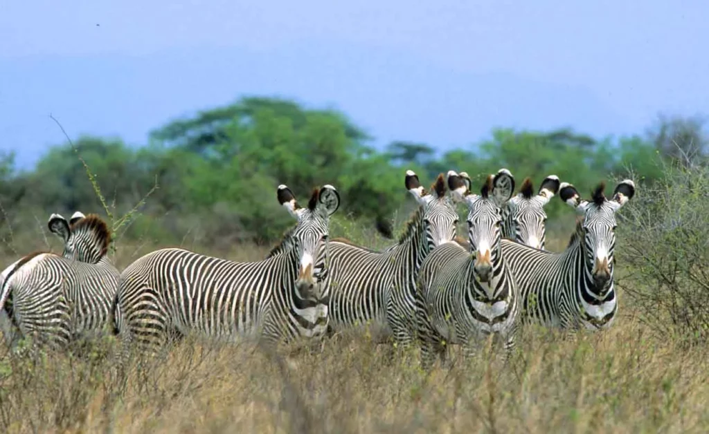 Meru National Park - Zebras