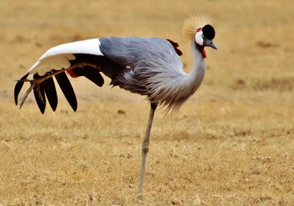 Serengeti National Park safari cost - ajkenyasafaris.com