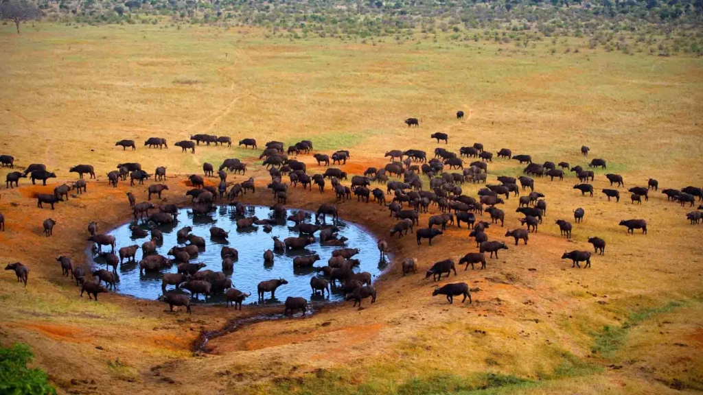 Meru National Park - drinking center