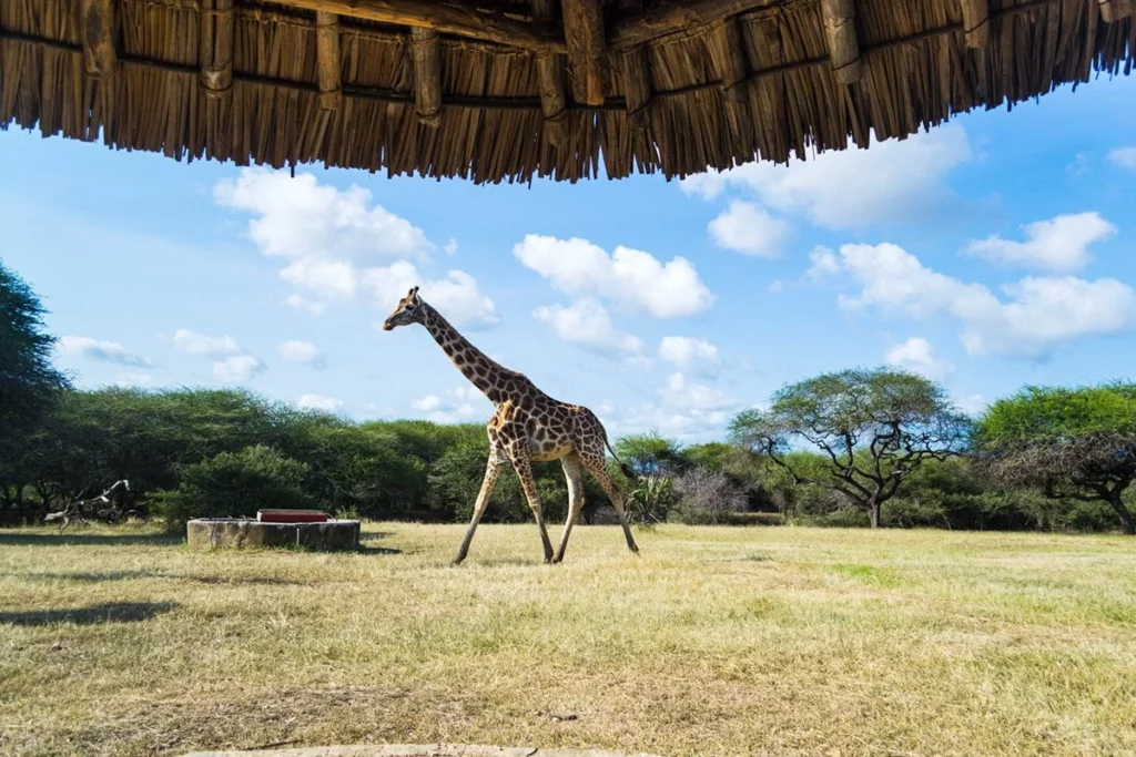 Mombasa Kenya safaris - nguuni sanctuary