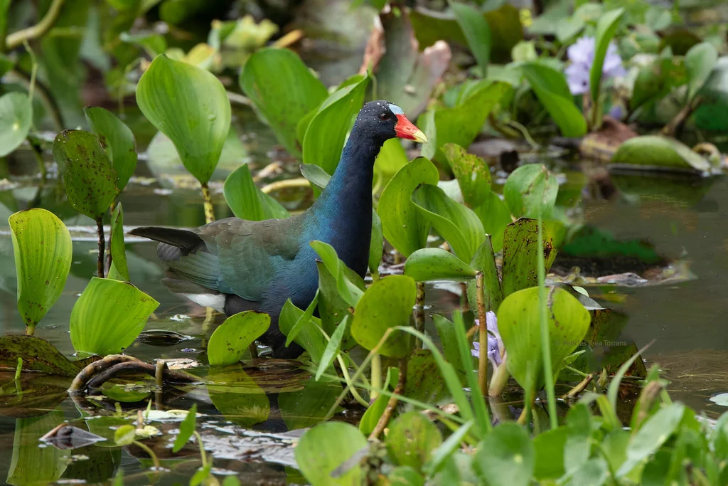 Bird at Swamp