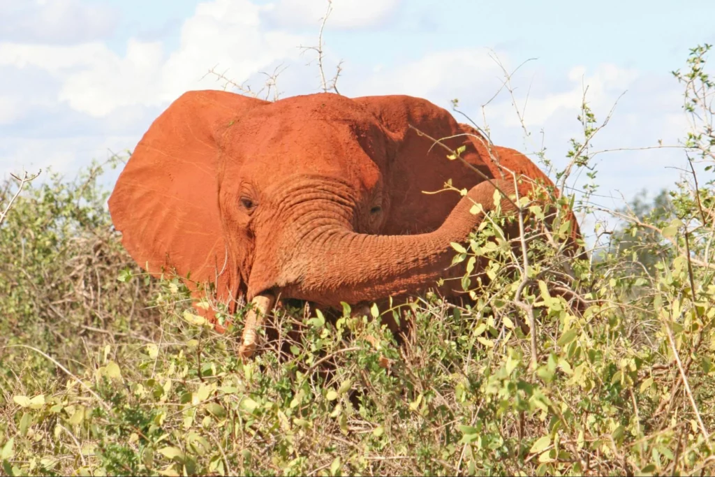 Kenya adventure safari - elephants