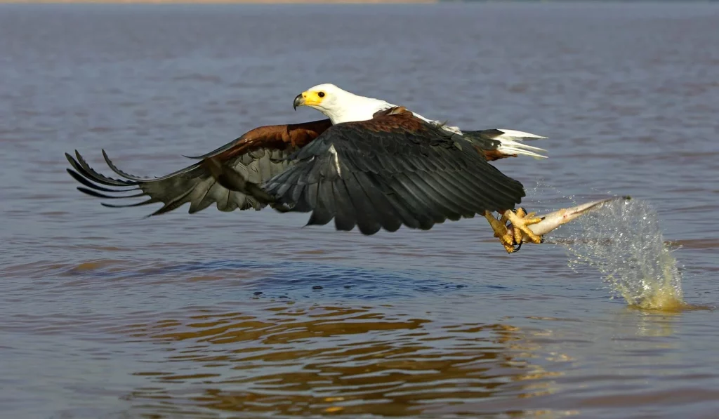 Eagle at Lake Baringo National Park