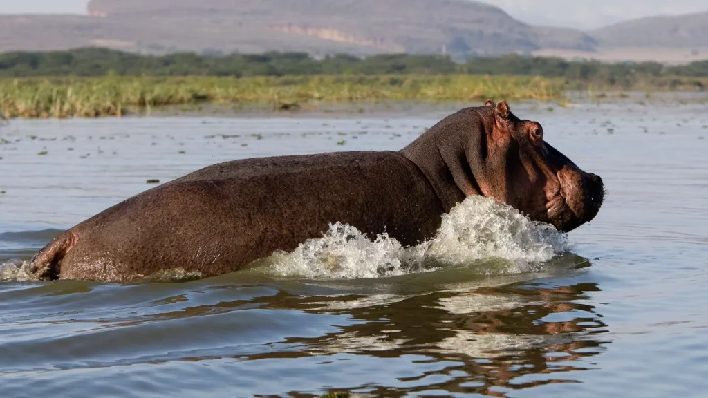 Lake Naivasha hippo