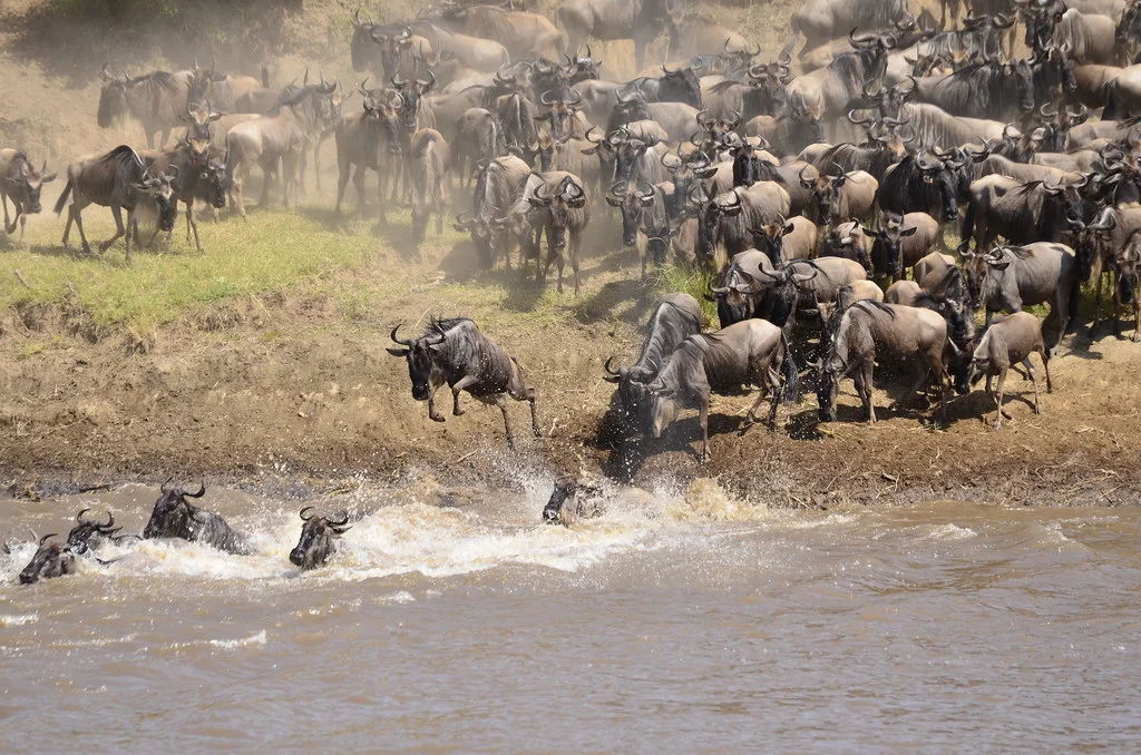Family vacation in Kenya - wildebeest crossing