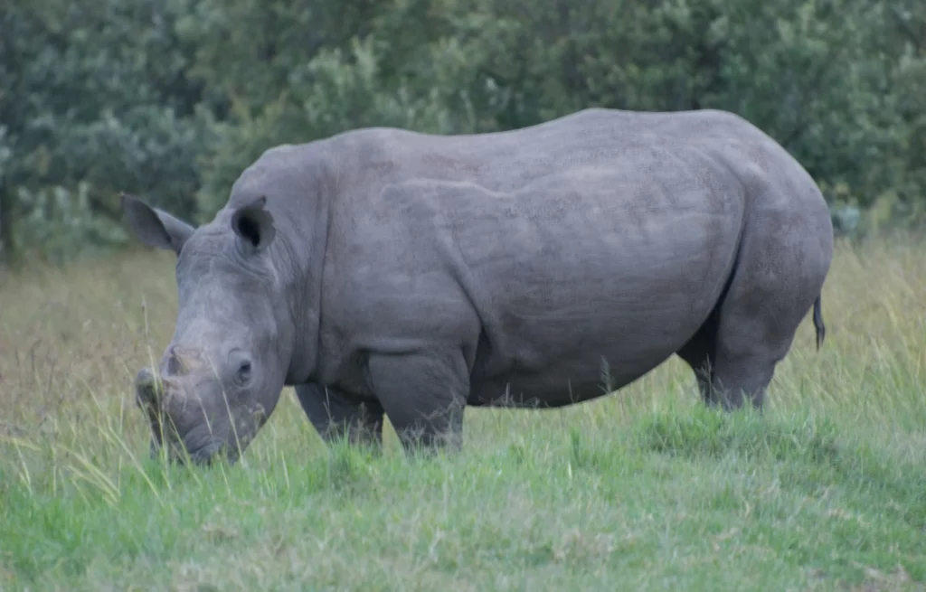 Kigio Conservancy - rhino
