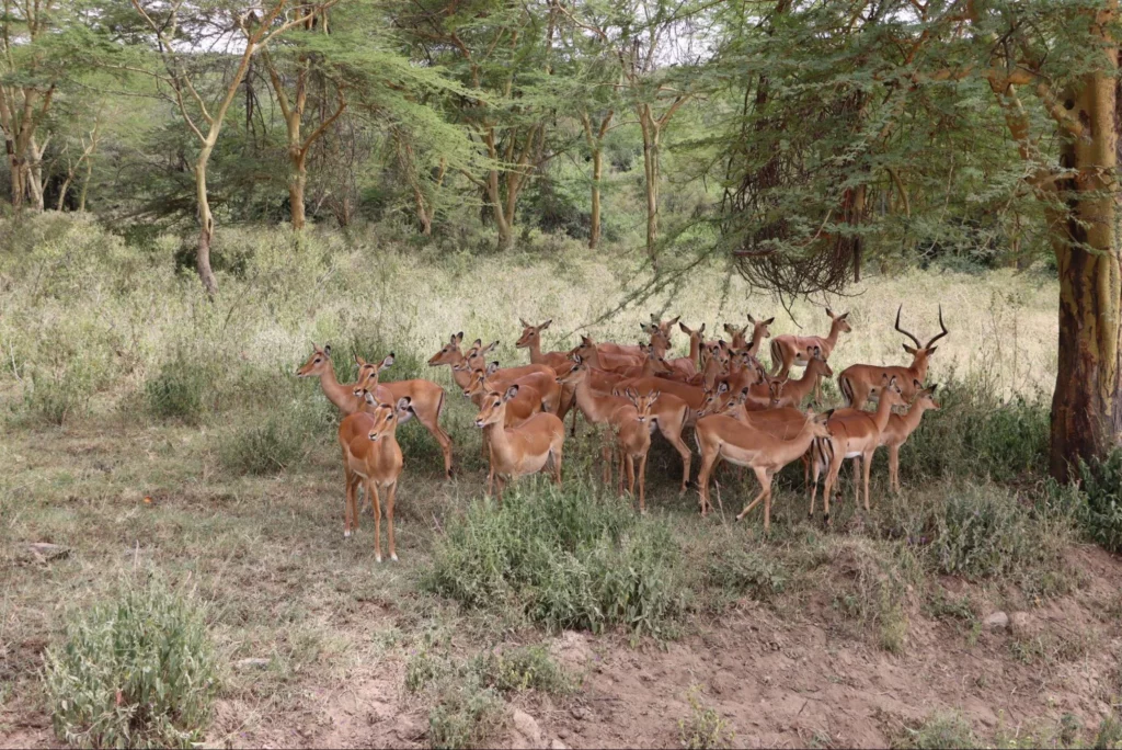 best time to go on safari in kenya - antelopes