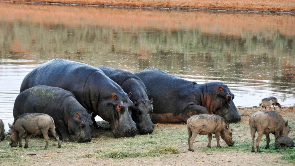 Hippos and wathongs