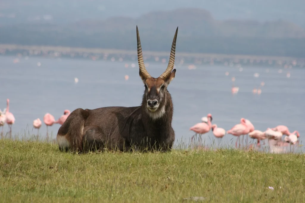 Lake Nakuru Camping Sites - wildlife
