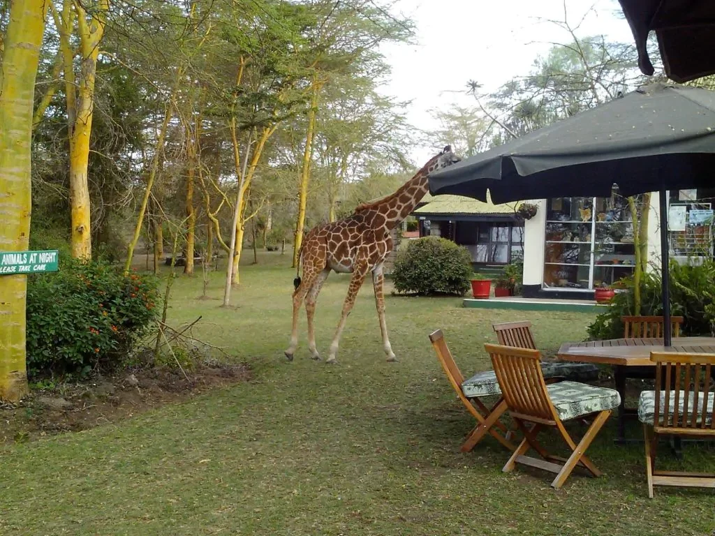 giraffe at Elsamere Museum