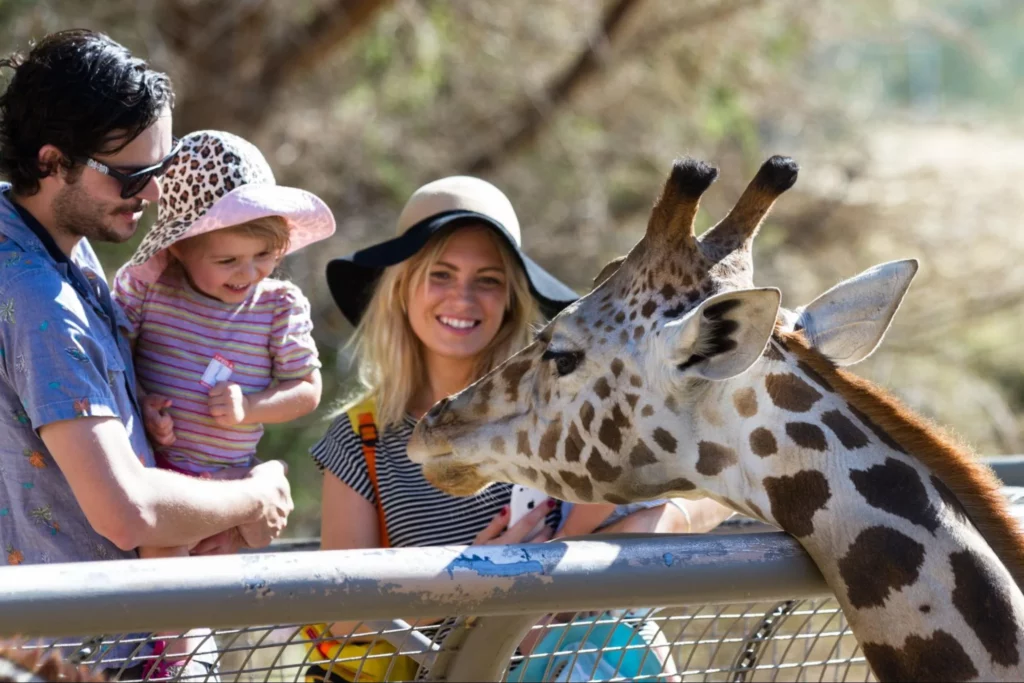 Enjoying a family vacation in Kenya - giraffe