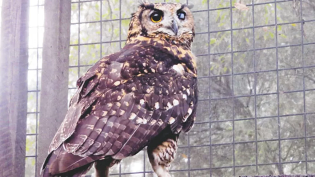 Naivasha Owl Centre