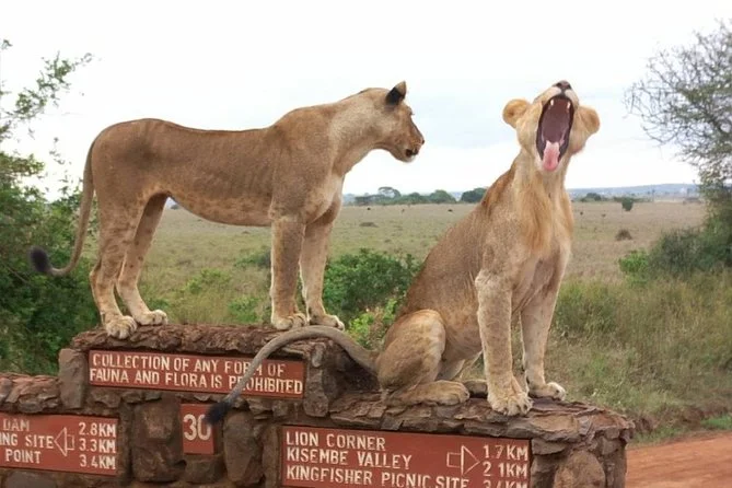1-Day Nairobi National Park & Nairobi Animal Orphanage Tour