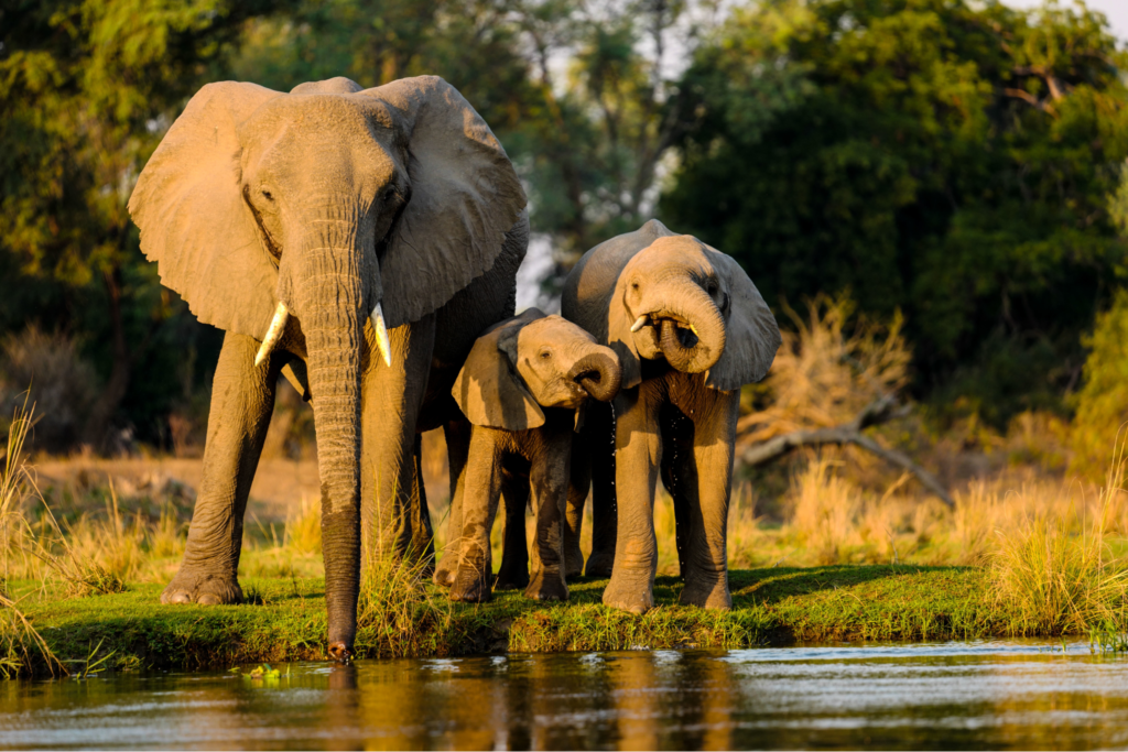 Wildlife safari in Kenya - elephants