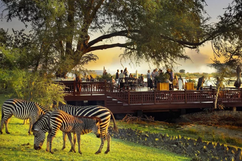 Zebras at a luxury hotel