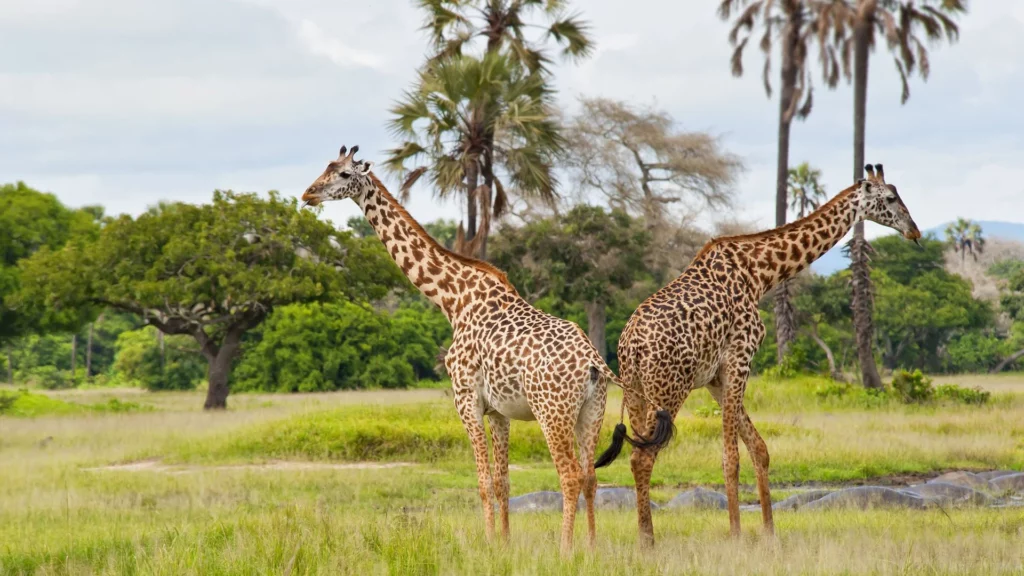 Giraffes at Katavi National Park