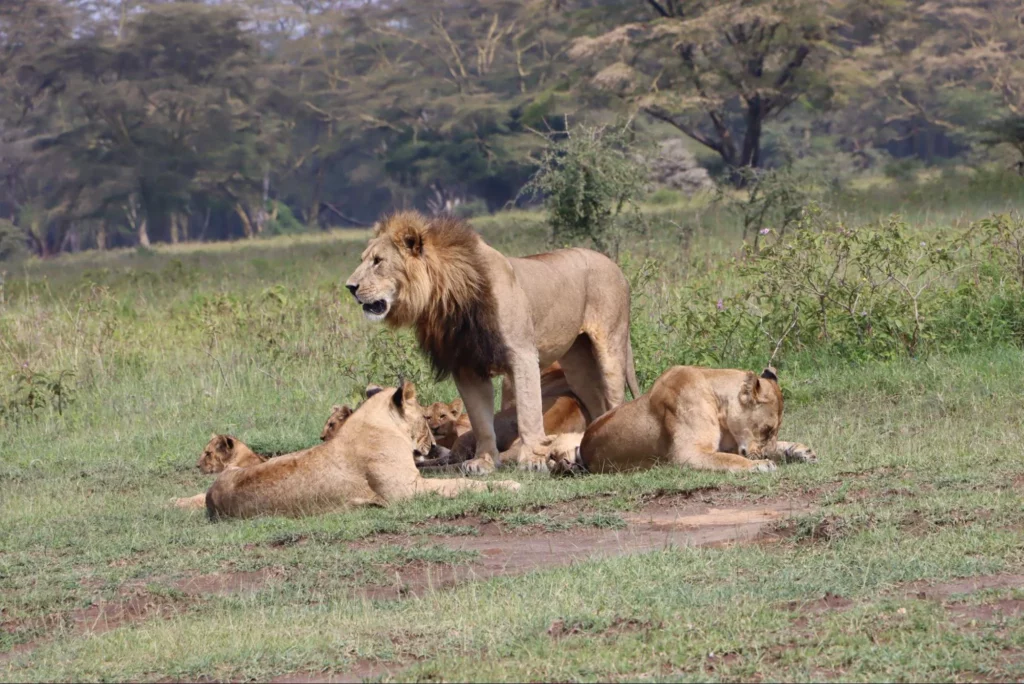 Lions During a Kenya safari