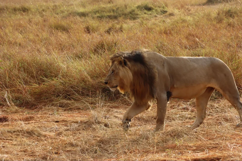 Lion at Masai Mara in Kenya