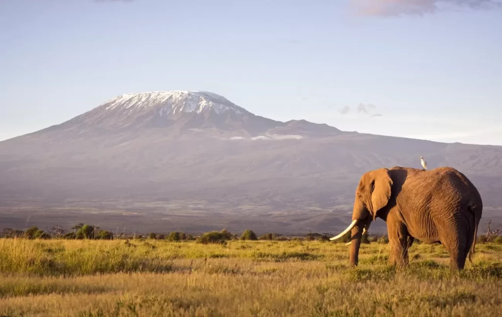 Best Tanzania safaris from Nairobi - elephant and kilimanjaro