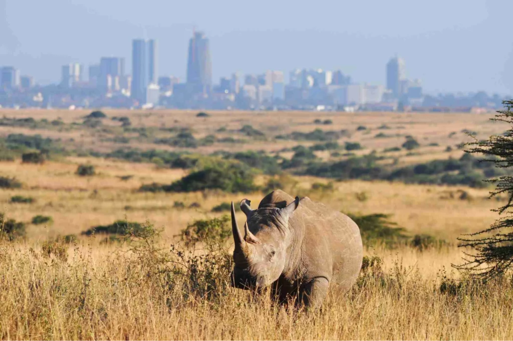 Rhino at nairobi national park