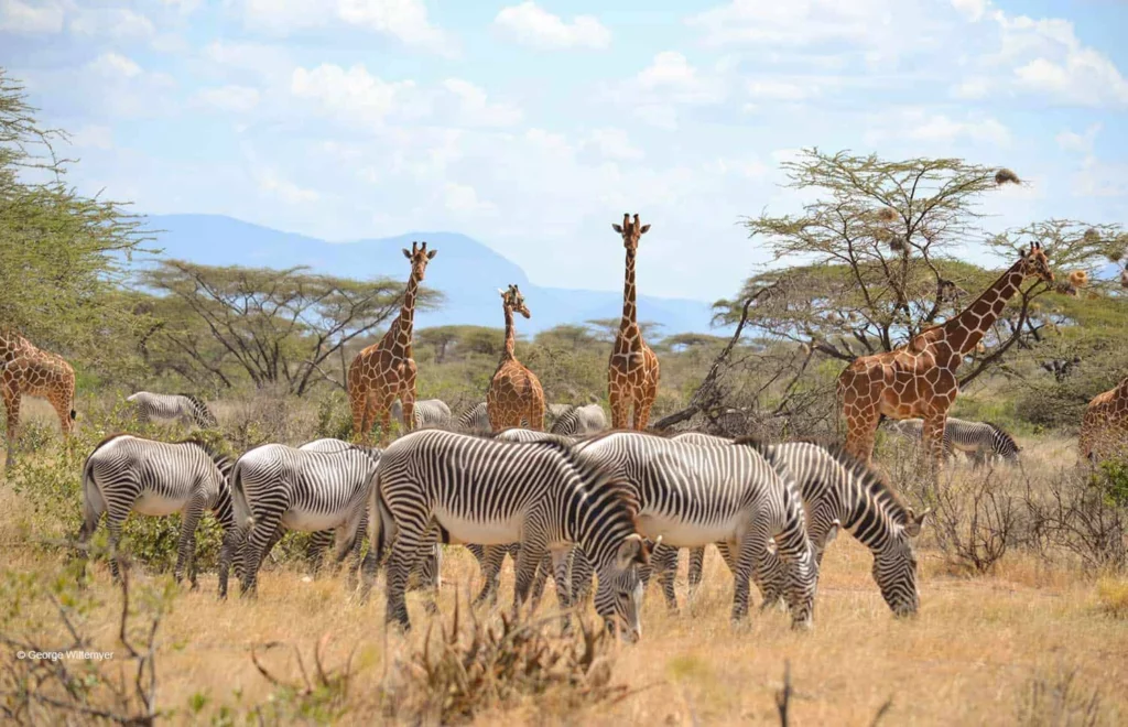 Kenya safaris - zebra and giraffes