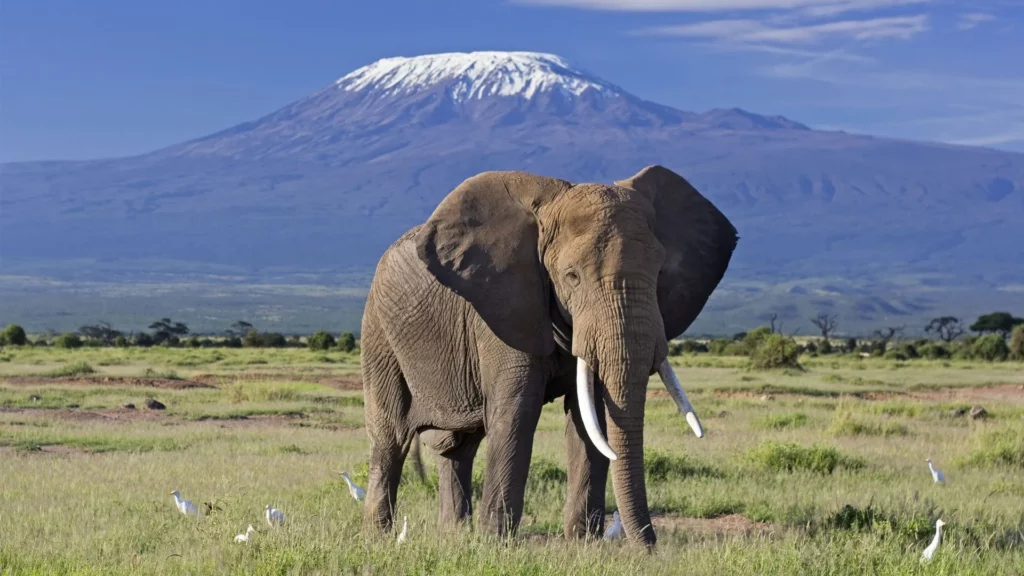 A view of Mount Kilimanjaro from Amboseli
