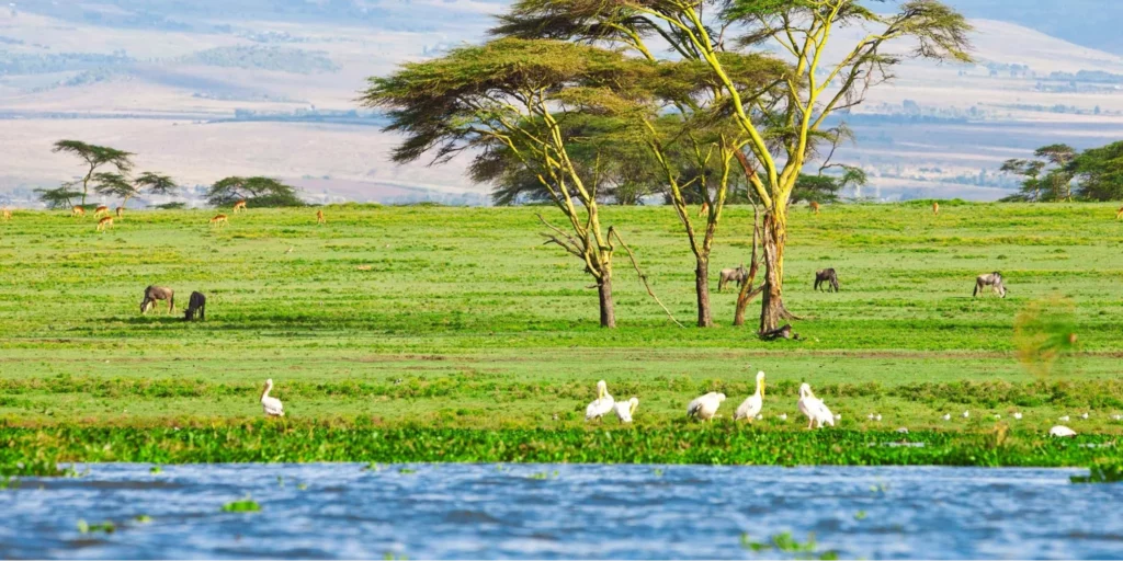 A view of Crescent island from lake naivasha