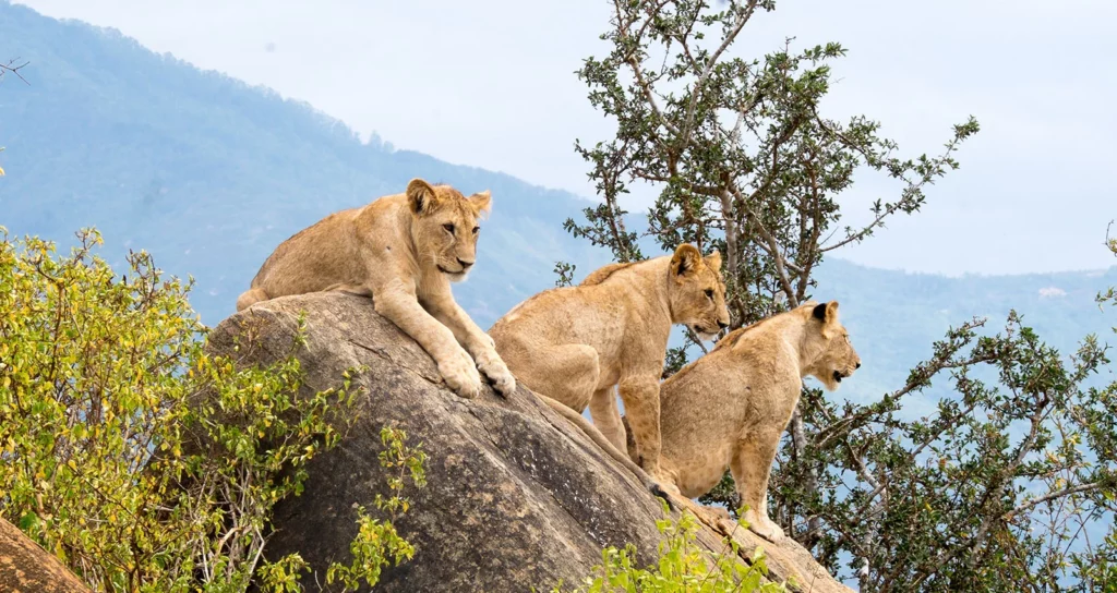 Lions at Kenya - best budget safaris in Kenya