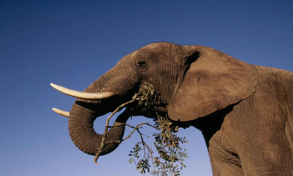 Elephant feeding