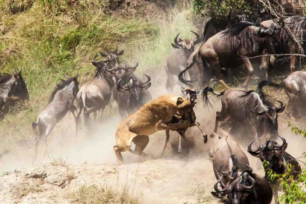 Lion hunting the wildebeest during the migration