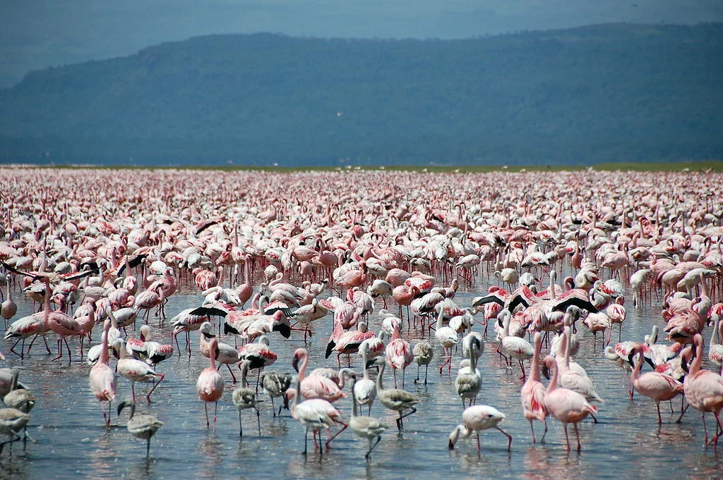 Flamingos in Kenya - Kenya tours