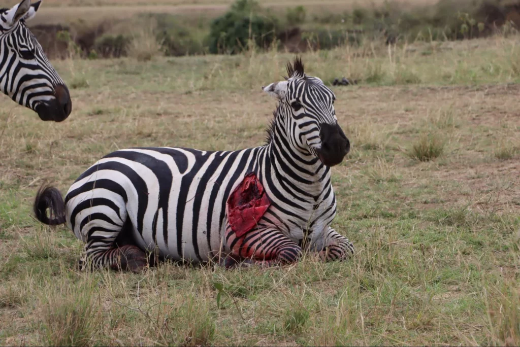 safari tours in Kenya - injured zebra