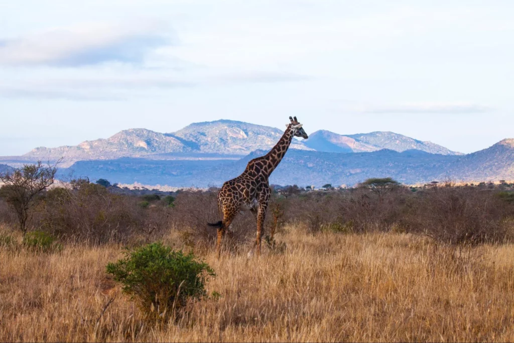 Giraffe in Kenya best Kenya safari tour operator