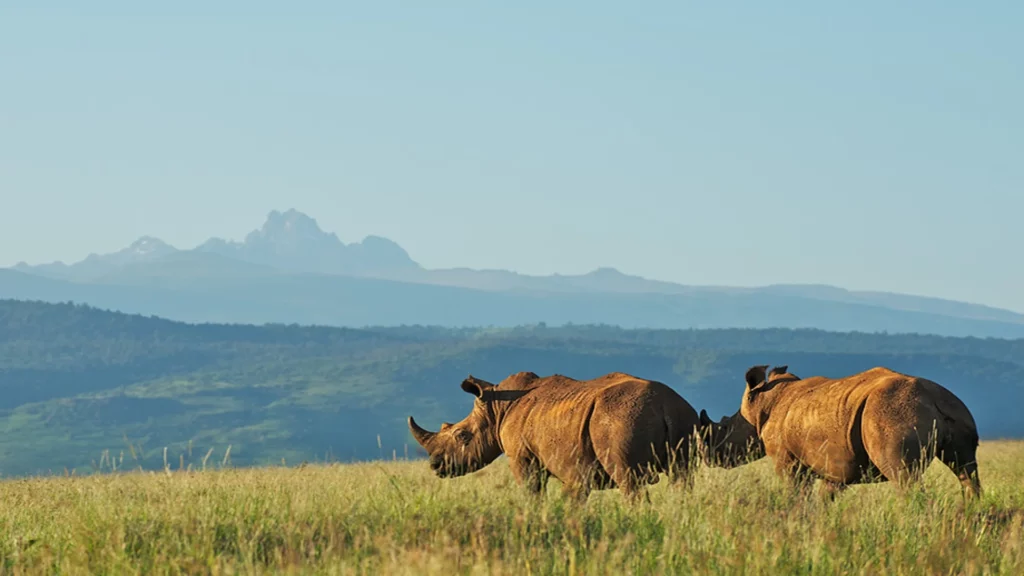 Small group journey in Kenya - rhinos