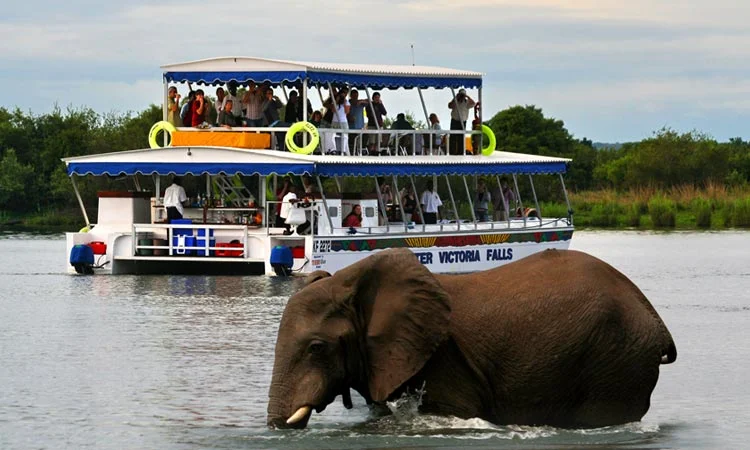 Zambezi river cruise