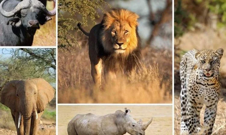 find the big five in Kenya and tanzania