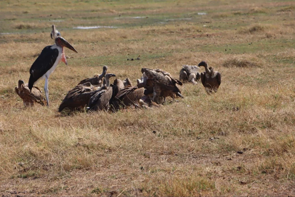 birds at masai mara national reserve