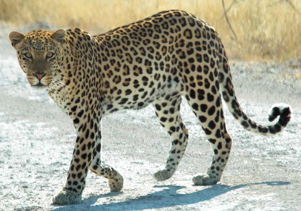 Leopard - big 5 animals
