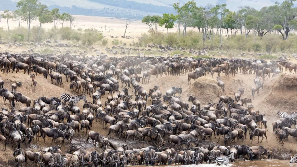 Wildebeest and zebras during the migration