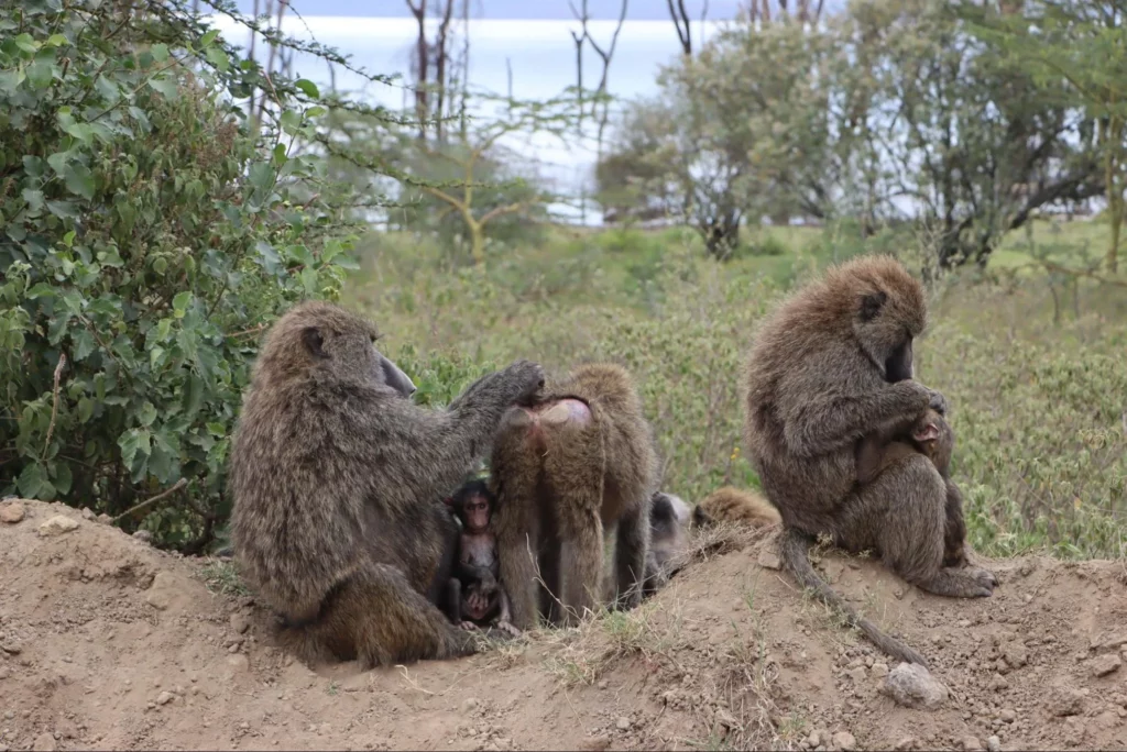 Monkeys in Kenya during a safari